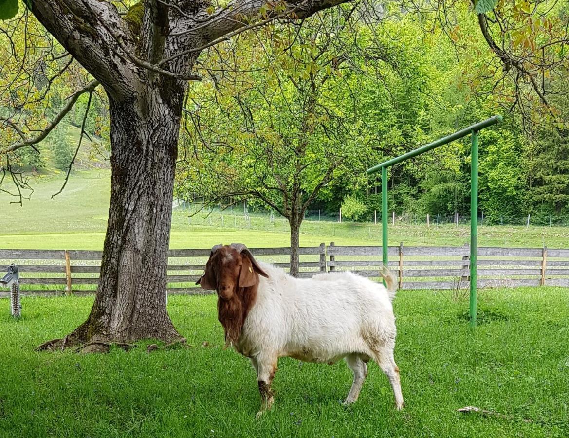 Hof Zur Steinwaend Bed and Breakfast Micheldorf in Oberösterreich Exteriör bild